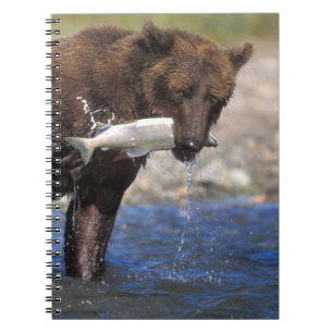 Caderno Espiral Urso pardo, urso cinzento, com captura de salmão,