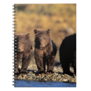 Caderno Espiral Urso pardo, urso marrom, filhotes, Katmai National
