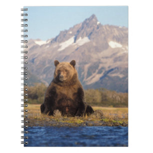 Caderno Espiral urso pardo, Ursus arctos, urso cinzento, Ursus
