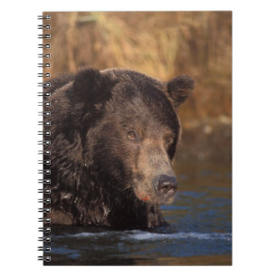 Caderno Espiral urso pardo, Ursus arctos, urso cinzento, Ursus 5