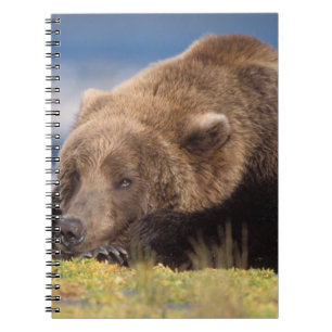Caderno Espiral urso pardo, Ursus arctos, urso cinzento, Ursus 8