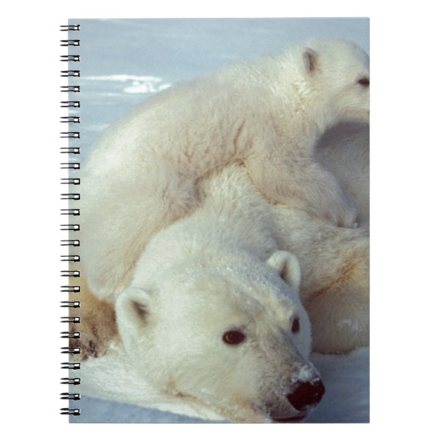 Caderno Espiral Urso Polar (Frente)