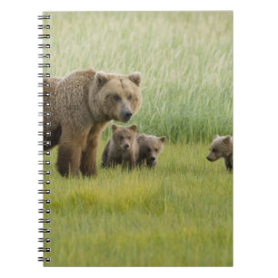 Caderno Espiral Ursoaia Urso Marrom do Alasca e três filhotes, Urs
