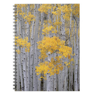 Caderno Espiral UTAH. EUA. Arvoredo de Aspen (Populus tremuloides)