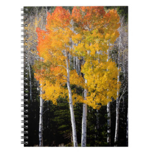 Caderno Espiral Utah, EUA. Árvores Aspen (Populus Tremuloides) 3