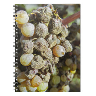 Caderno Espiral Uvas de semillon com podridão nobre. no momento d