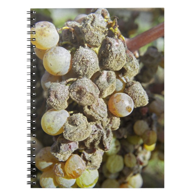 Caderno Espiral Uvas de semillon com podridão nobre. no momento da (Frente)