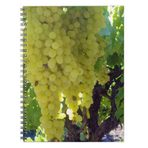 Caderno Espiral Uvas Sultana Numa Vinha De Uva,