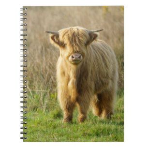 Caderno Espiral Vaca Highland