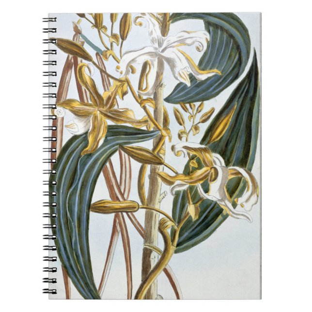 Caderno Espiral Vagens da baunilha, placa 65, 'da coleção (Frente)