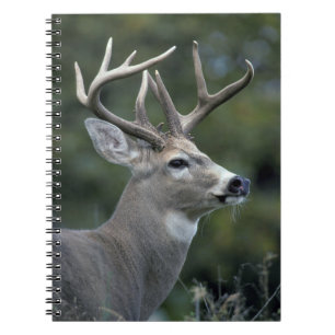 Caderno Espiral Veado-de-cauda-branca Estado de Washington