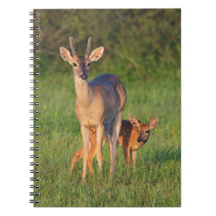 Caderno Espiral Veado-de-cauda-branca Habitat Gramado