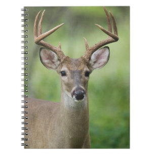 Caderno Espiral Veado-de-cauda-branca   Hill Country, Texas