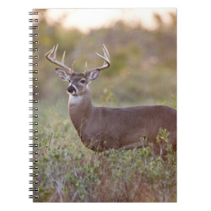 Caderno Espiral veado-de-cauda-branca (Odocoileus virginianus) mac