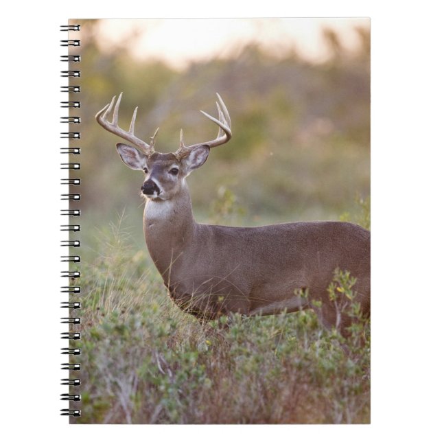 Caderno Espiral veado-de-cauda-branca (Odocoileus virginianus) mac (Frente)
