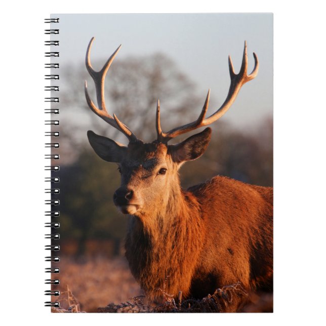 CADERNO ESPIRAL VELOCIDADE HI (Frente)