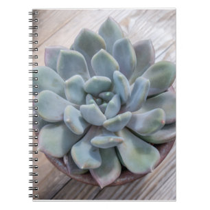 Caderno Espiral Verde Azul, Suculente Echeveria Apus Foto