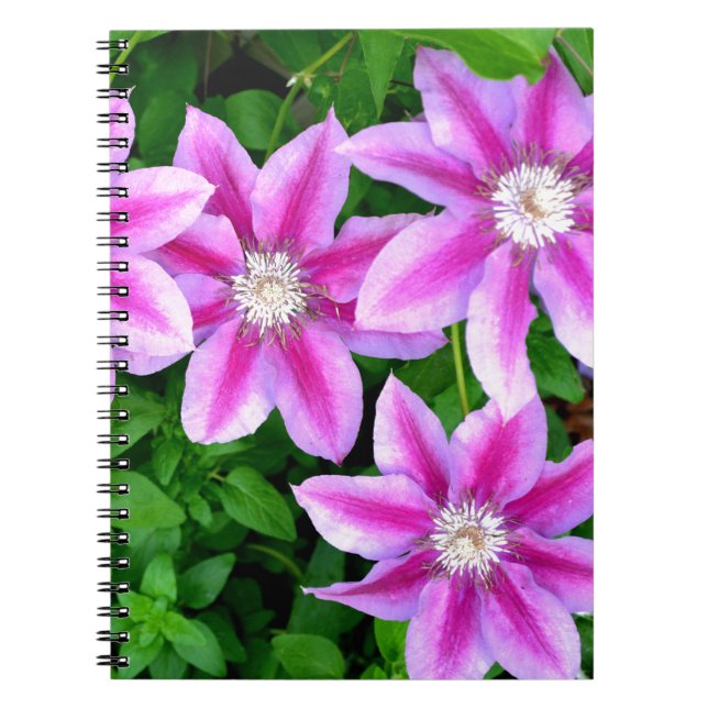 Caderno Espiral Verde-floral, cor-de-rosa, elegante (Frente)