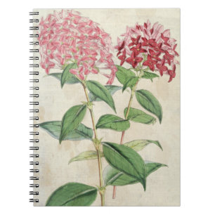 Caderno Espiral Vintage Botânica New Hybrid Bouvardias