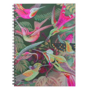 Caderno Espiral Vintage Haeckel Hummingbird
