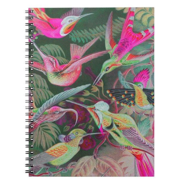 Caderno Espiral Vintage Haeckel Hummingbird (Frente)