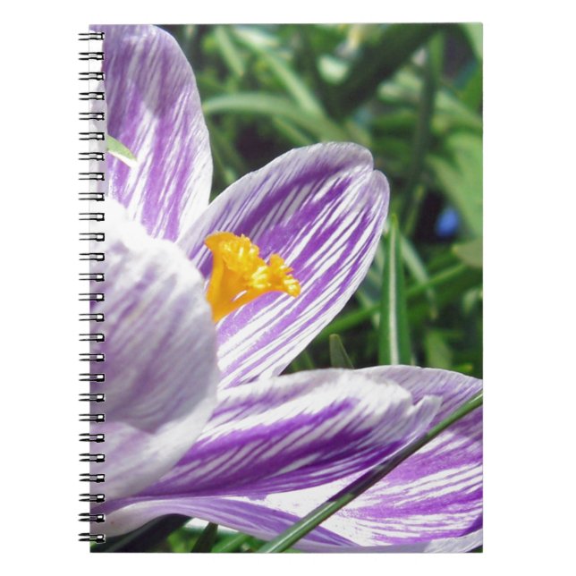 Caderno Espiral Violet Primavera Crocus (Frente)
