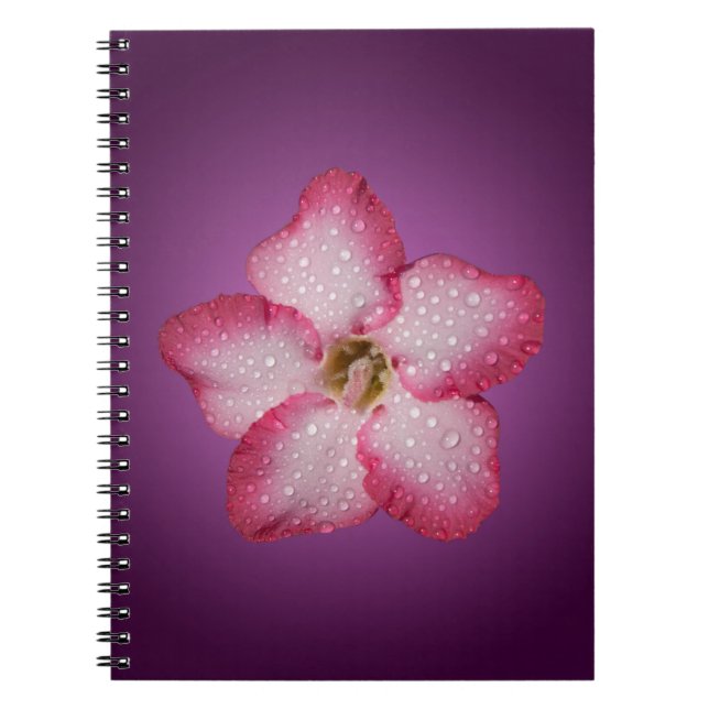 Caderno Espiral Violeta Gradiente de Flora Flor Rosa de Adenium (Frente)