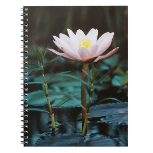 Caderno Espiral Vista aproximada de lírio de água no lago Inle