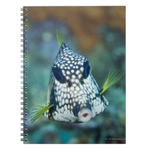 Caderno Espiral Vista subaquática de Peixe-Aranha Suave (Lactofrys