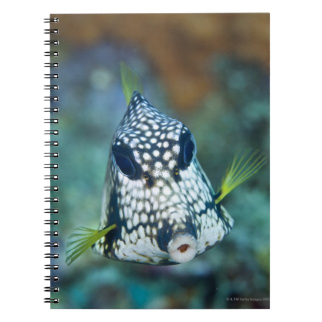 Caderno Espiral Vista subaquática de Peixe-Aranha Suave (Lactofrys (Frente)