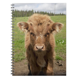 Caderno Espiral Vitela do gado das montanhas, perto de Dufftown,