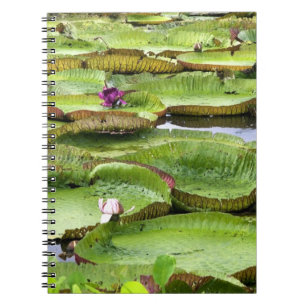 Caderno Espiral Vitória Regis, lírios gigantes da Amazônia