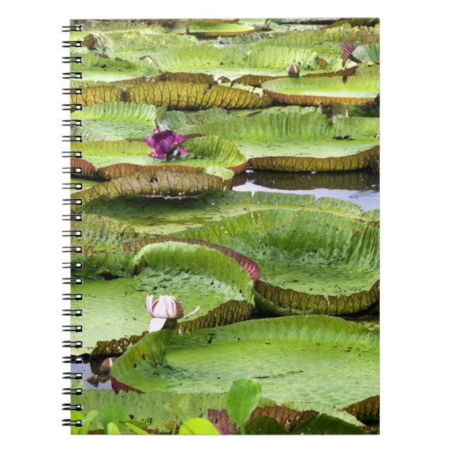Caderno Espiral Vitória Regis, lírios gigantes da Amazônia (Frente)