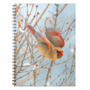 Caderno Espiral Voo Cardinal do norte - Fotografia Original