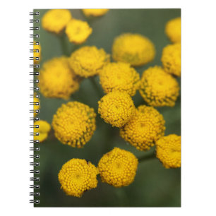 Caderno Espiral Vulgare do Tanacetum do Tansy