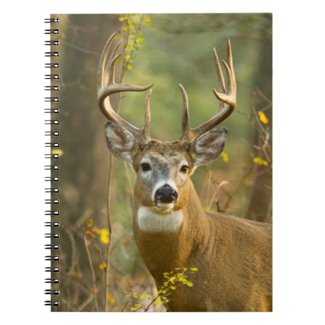 Caderno Espiral Whitetail Deer Buck | Whitefish, Montana (Frente)