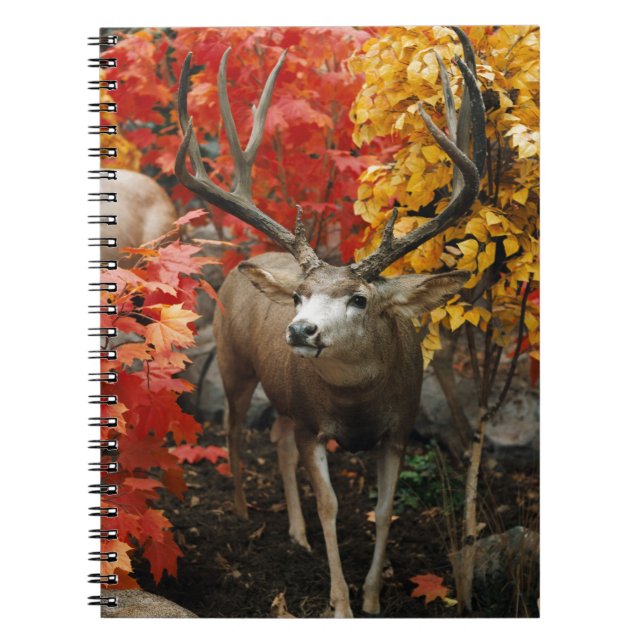 Caderno Espiral Whitetail No Outono (Frente)