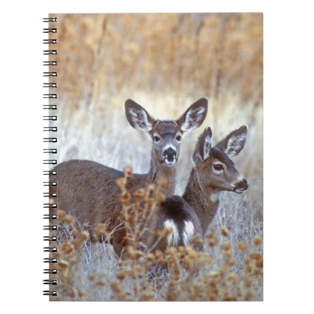 Caderno Espiral Wild Mule Deer Pair | Califórnia (Frente)