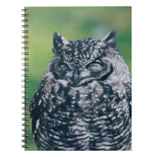 CADERNO ESPIRAL WILL OWL NA FLORESTA FRANCESA (Frente)