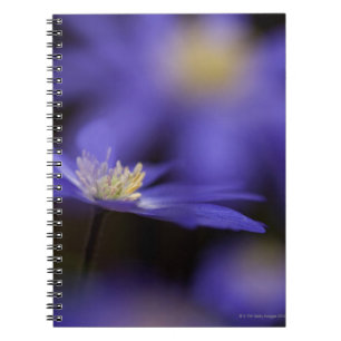Caderno Espiral Windflower Grecian, flor azul resistente dos