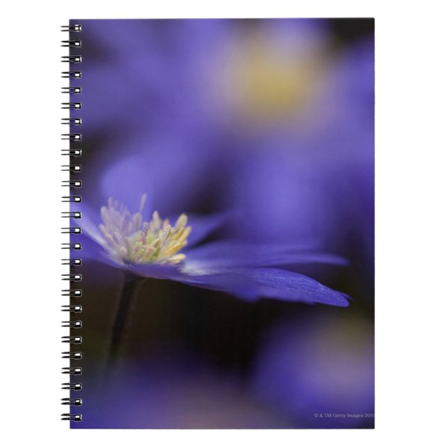 Caderno Espiral Windflower Grecian, flor azul resistente dos (Frente)