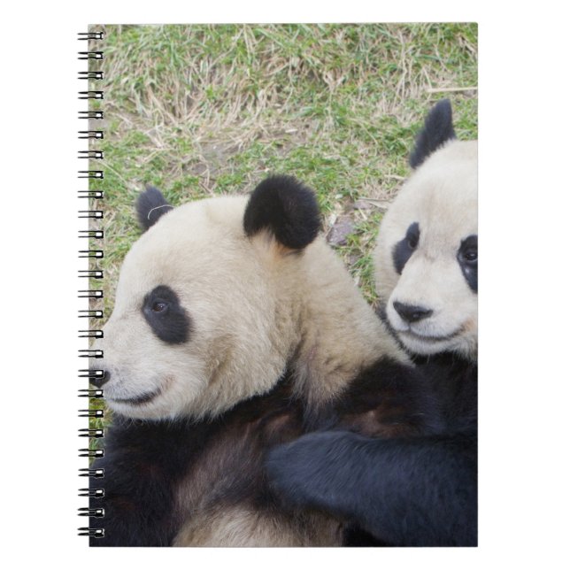 Caderno Espiral Wolong Reserve, China, Giant panda abraçando-se (Frente)