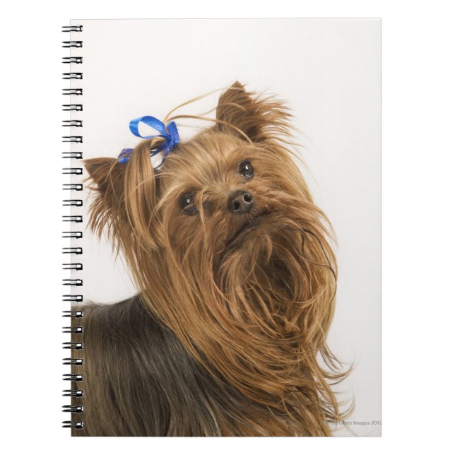 Caderno Espiral Yorkshire terrier (Frente)