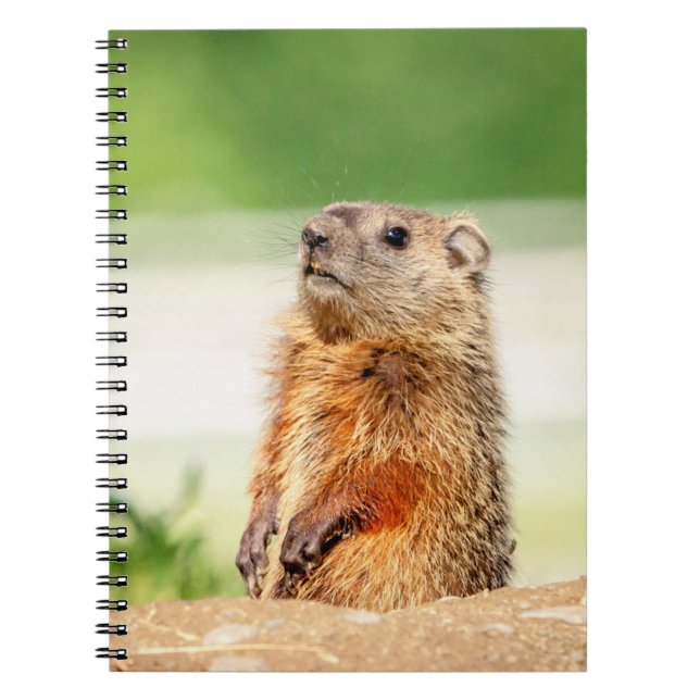 Caderno Espiral Young Groundhog (Frente)
