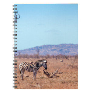 Caderno Espiral zebra em Kruger, Parque Nacional da África do Sul