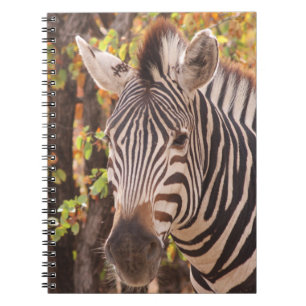 Caderno Espiral Zebra em uma floresta mopani