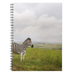 Caderno Espiral Zebra no campo, África do Sul