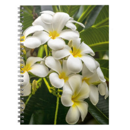 Caderno exótico do Plumeria da ilha