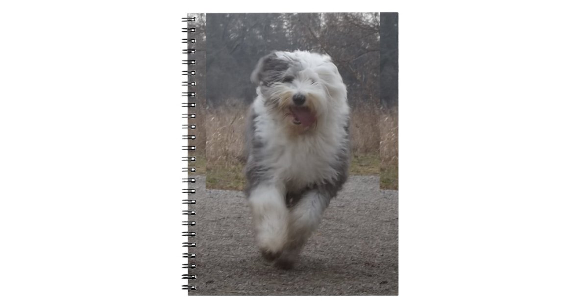 Caderno inglês velho do Sheepdog - funcione o cão!