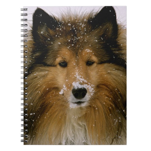 Caderno - Sheepdog de Shetland na neve (Frente)